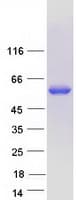Human POLG2 Protein (Recombinant Myc-DDK (Flag))