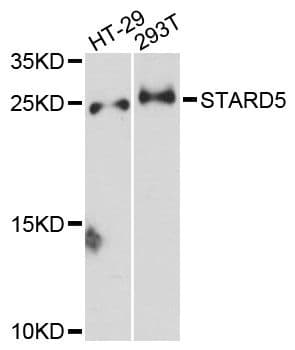 STARD5 Antibody
