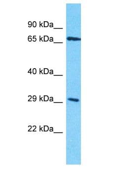 Polyclonal Rabbit anti-Human OR4D10 Antibody (aa193-242, WB)