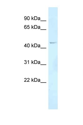 FOXN2 Antibody (aa197-246)