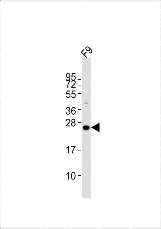 LIN28A / LIN28 Antibody (aa177-210)