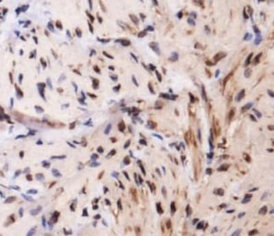 TLR4 Antibody (DY550)