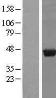 PUS1 Protein (Over-Expression Lysate Myc-DDK (Flag))