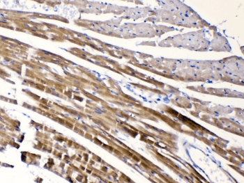 CHRNA5 Antibody