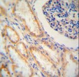 SHISA2 Antibody (aa259-288)