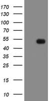MRPS27 Antibody (clone OTI3D9)