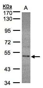 SEPHS2 Antibody (aa186-448)