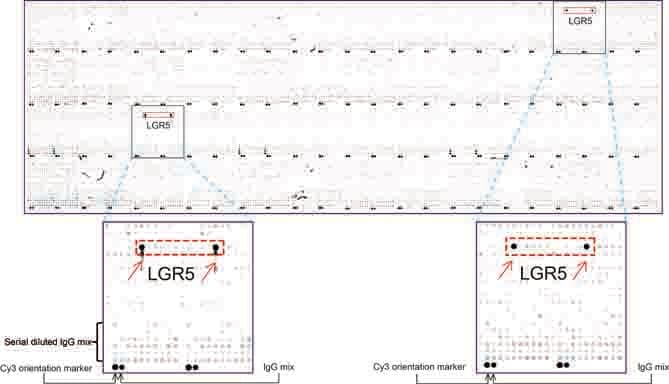 Monoclonal Mouse anti-Human GPR49 / LGR5 Antibody (clone UMAB212, Carrier-free, aa22-543, IHC, IF, WB)