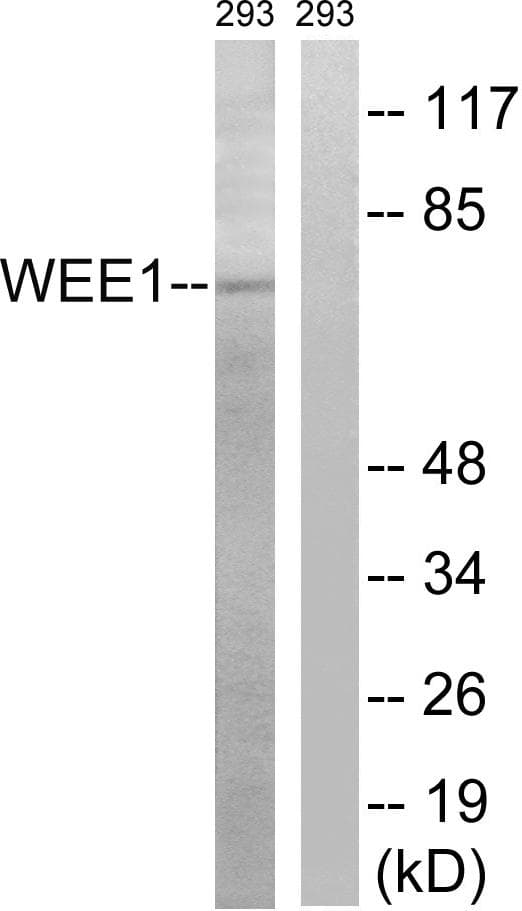 WEE1 Antibody (p53)