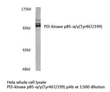 Polyclonal Rabbit anti-Human PI3K Alpha+Gamma Antibody (Tyr467/199, IHC, WB)