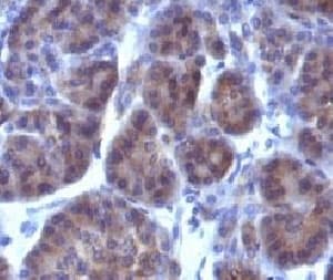 Golgi Body Antibody (clone GLG1/970)