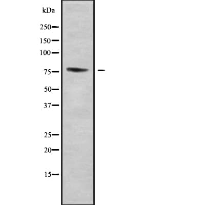 ZNF7 Antibody