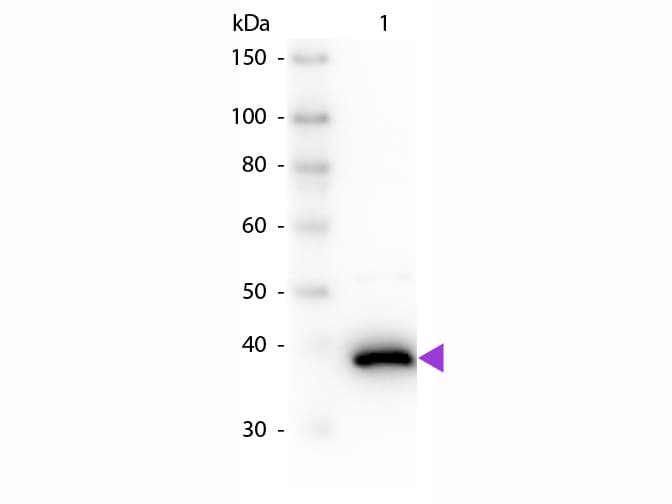 DAO / D Amino Acid Oxidase Antibody (Liquid)