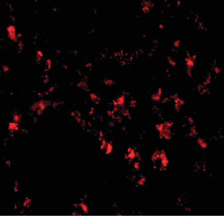 SIGLEC11 Antibody