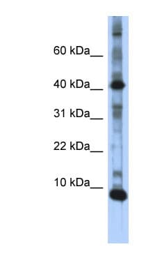 LSM6 Antibody (N-Terminus)