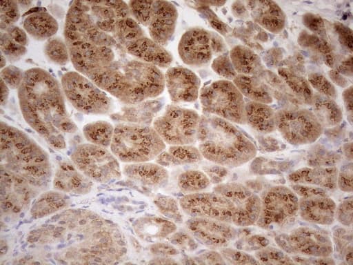 ZNF69 Antibody (clone OTI3C3)
