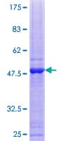 Human SMUG1 Protein (Recombinant GST)