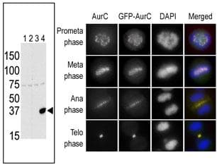 Polyclonal Rabbit anti-Human AURKC / Aurora C Antibody (aa1-30, IF, WB)