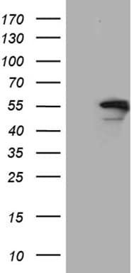 EXOC4 / SEC8 Antibody (clone OTI1E9, Carrier-free)