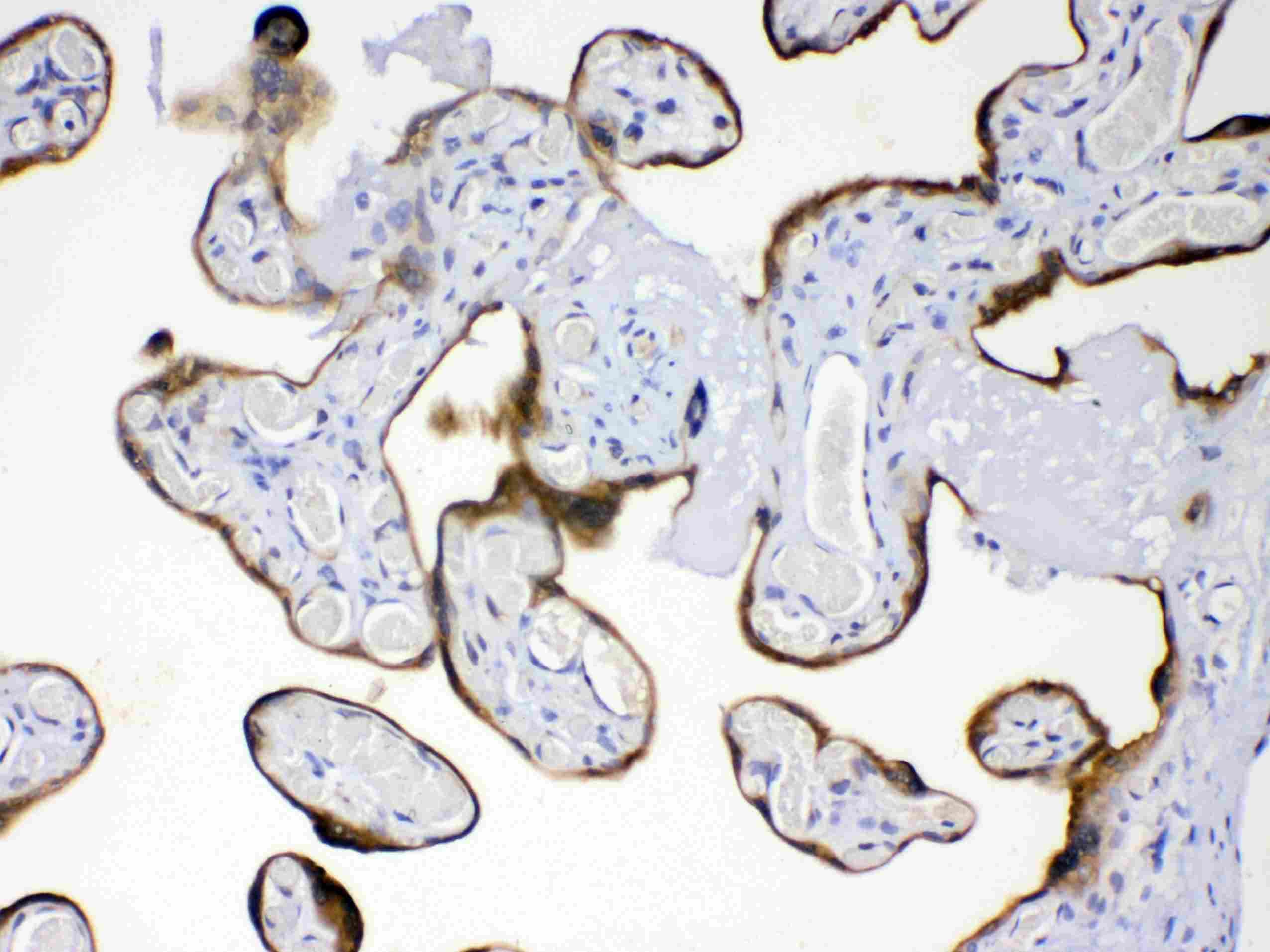 GP78 / AMFR Antibody
