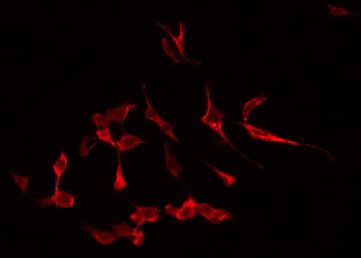 Polyclonal Rabbit anti-Human APG4B / ATG4B Antibody (IHC, IF, WB)