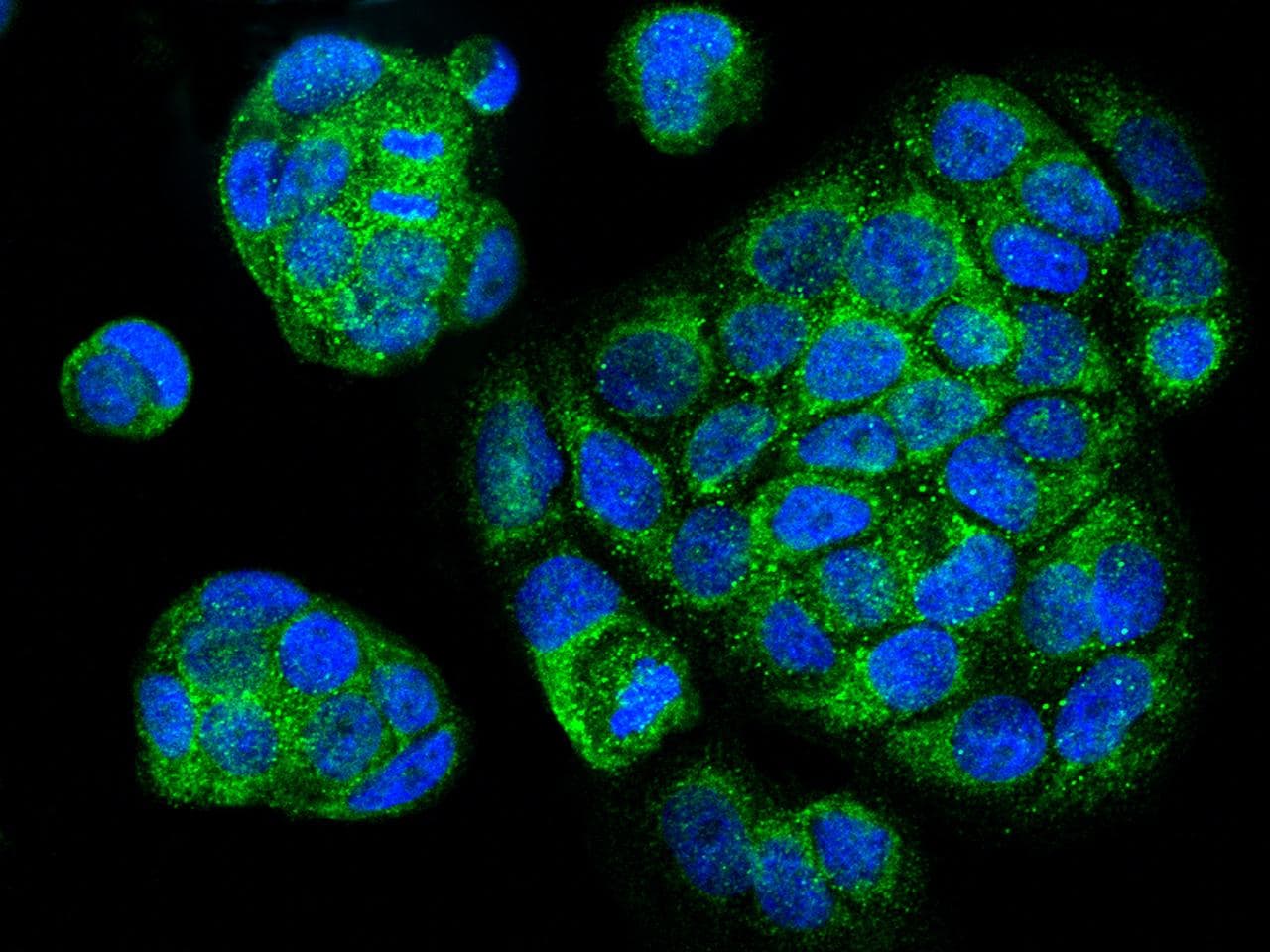 Polyclonal Rabbit anti-Human CYCS / Cytochrome c Antibody (Preservative Free, IHC, IF, WB)