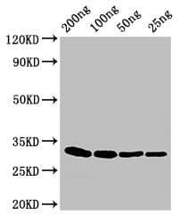 eta / Exfoliative toxin A Antibody