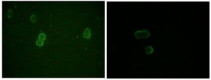 Monoclonal Mouse anti-Human APOM / Apolipoprotein M Antibody (clone 10C3G5, IF, WB)