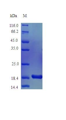 Mouse IL36A Protein (Recombinant)