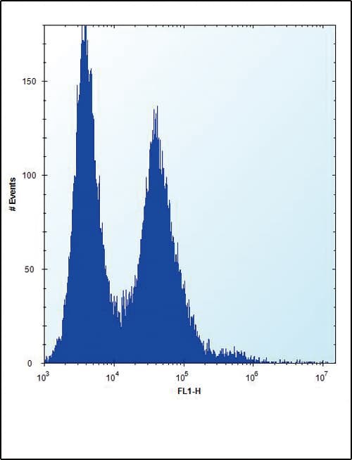 NPM1 / NPM / Nucleophosmin Antibody (aa7-33)