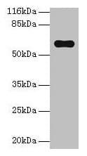 PKLR Antibody (aa1-574)
