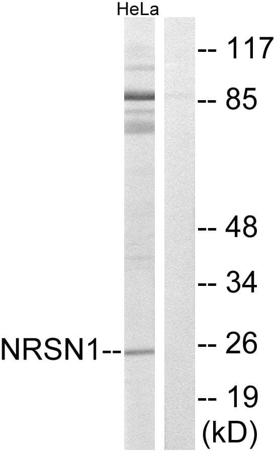 NRSN1 Antibody