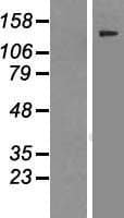 KIAA1429 Protein (Over-Expression Lysate Myc-DDK (Flag))