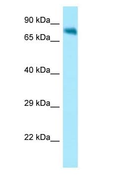 NUAK1 / ARK5 Antibody (aa64-113)