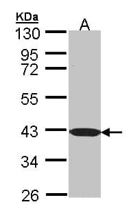 Polyclonal Rabbit anti-Human BEND5 Antibody (aa1-255, WB)