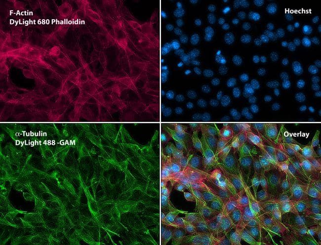 Goat Anti-Mouse IgG Secondary Antibody (DY488)