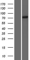 ZNF433 Protein (Over-Expression Lysate Myc-DDK (Flag))