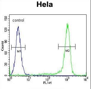 Polyclonal Rabbit anti-Human KLF17 Antibody (aa243-271, WB)
