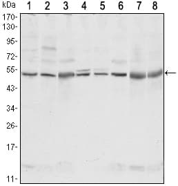 c-Src Kinase / CSK Antibody (clone 5F3)