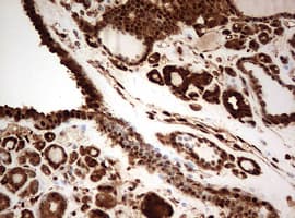 Monoclonal Mouse anti-Human GAPDH Antibody (clone OTI2F8, IHC, WB)