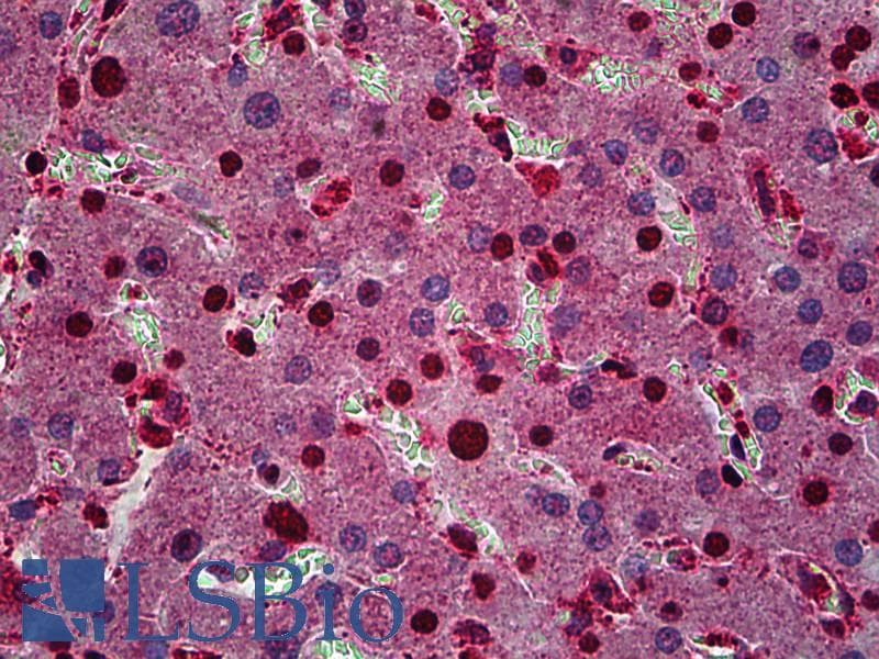 IHC-plus™ FZR1 Antibody (clone 4C4)