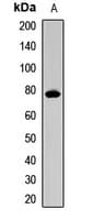 FBXW7 / FBW7 Antibody