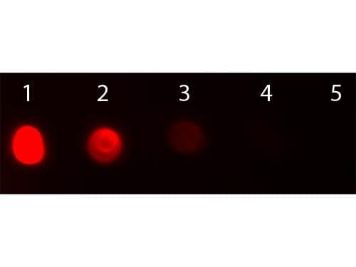 Rabbit Anti-Bovine IgG Secondary Antibody (TR)