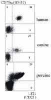CR2 / CD21 Antibody (clone LT21, FITC)