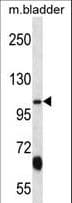 KCNQ3 Antibody (aa651-679)