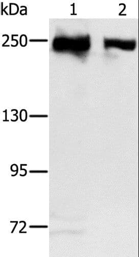 MCM3AP / GANP Antibody