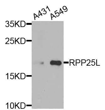 RPP25L / C9orf23 Antibody
