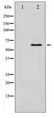 SMAD1 Antibody