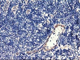CENPH / CENP-H Antibody (clone OTI2G4, Carrier-free)