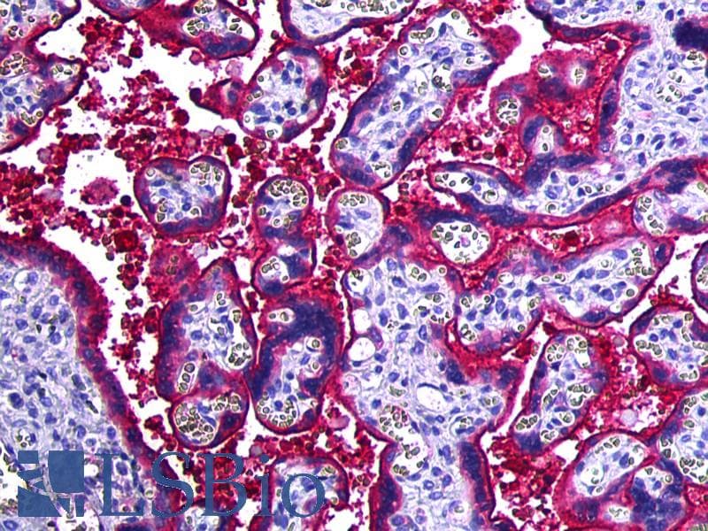 IHC-plus™ HP / Haptoglobin Antibody